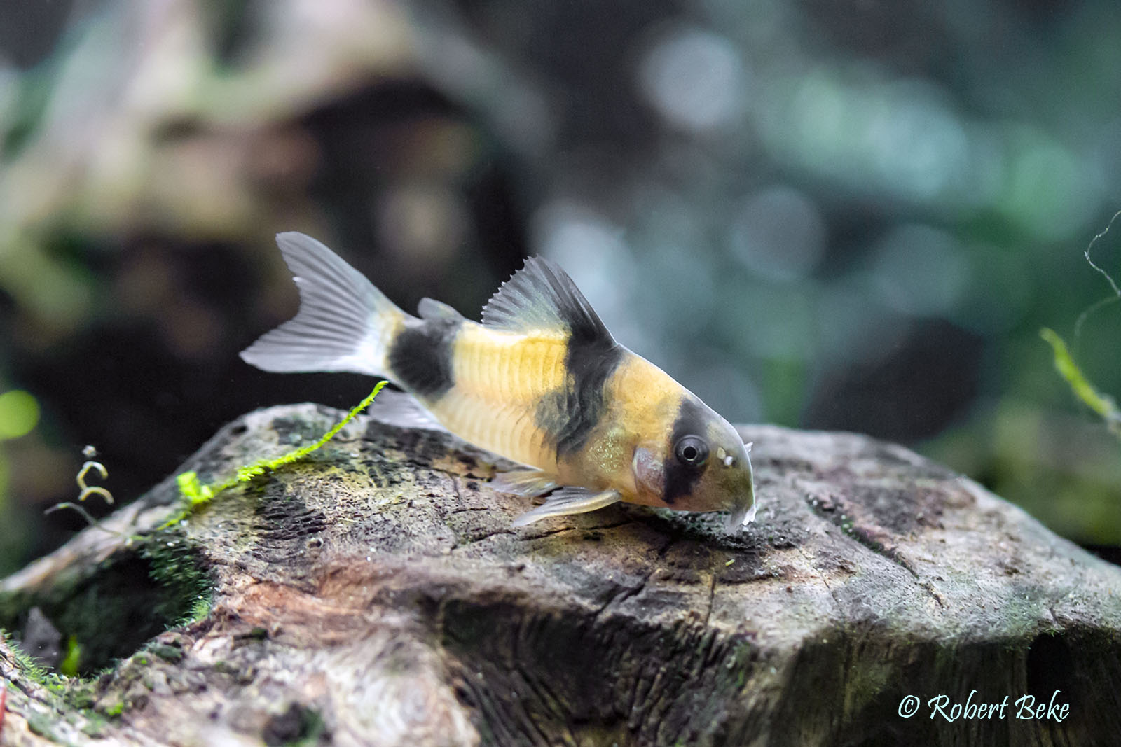 Corydoras weitzmani