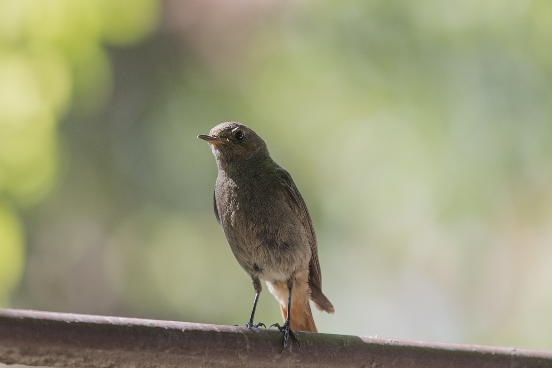 Crna crvenrepka - Phoenicurus ochruros