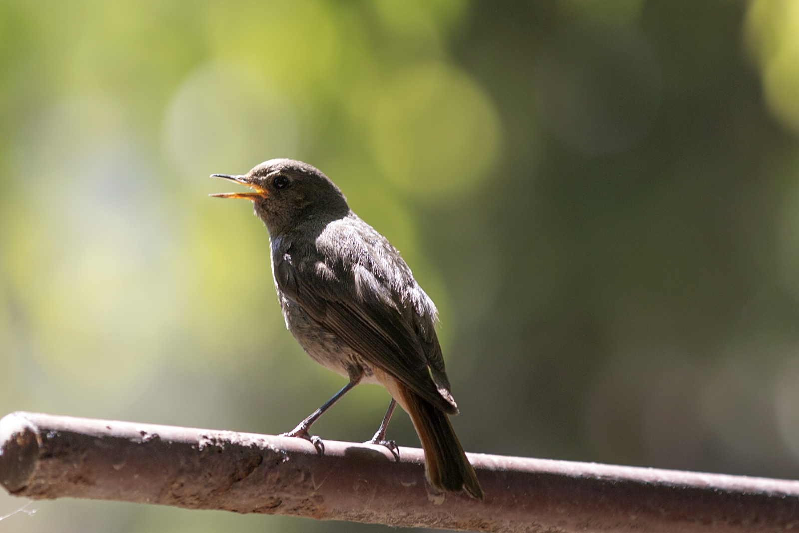 Crna crvenrepka - Phoenicurus ochruros