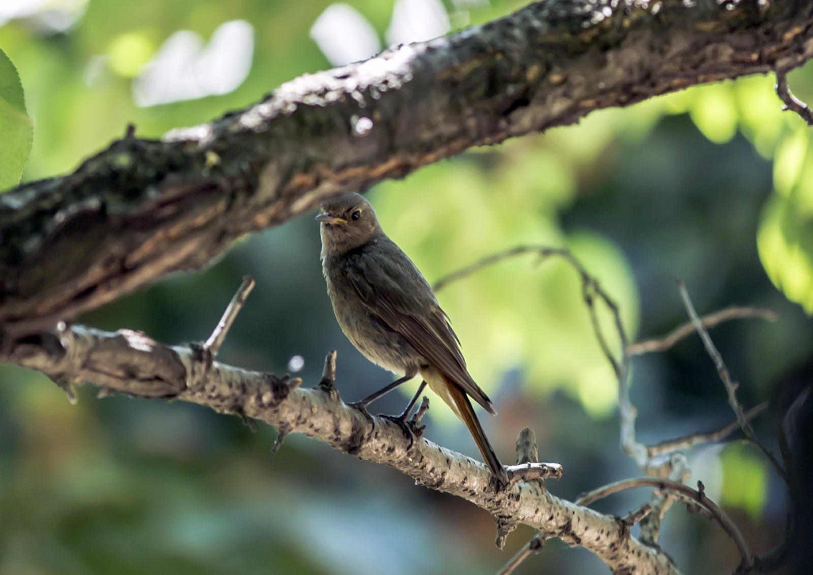 Crna crvenrepka - Phoenicurus ochruros