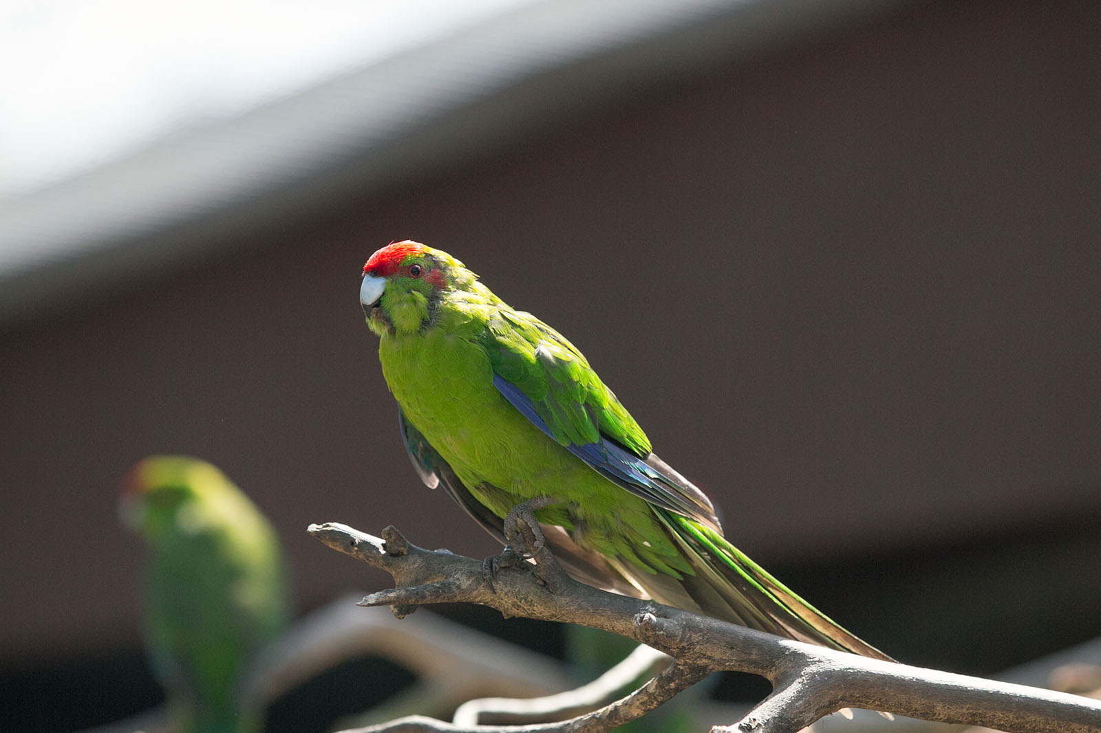 Cyanoramphus auriceps