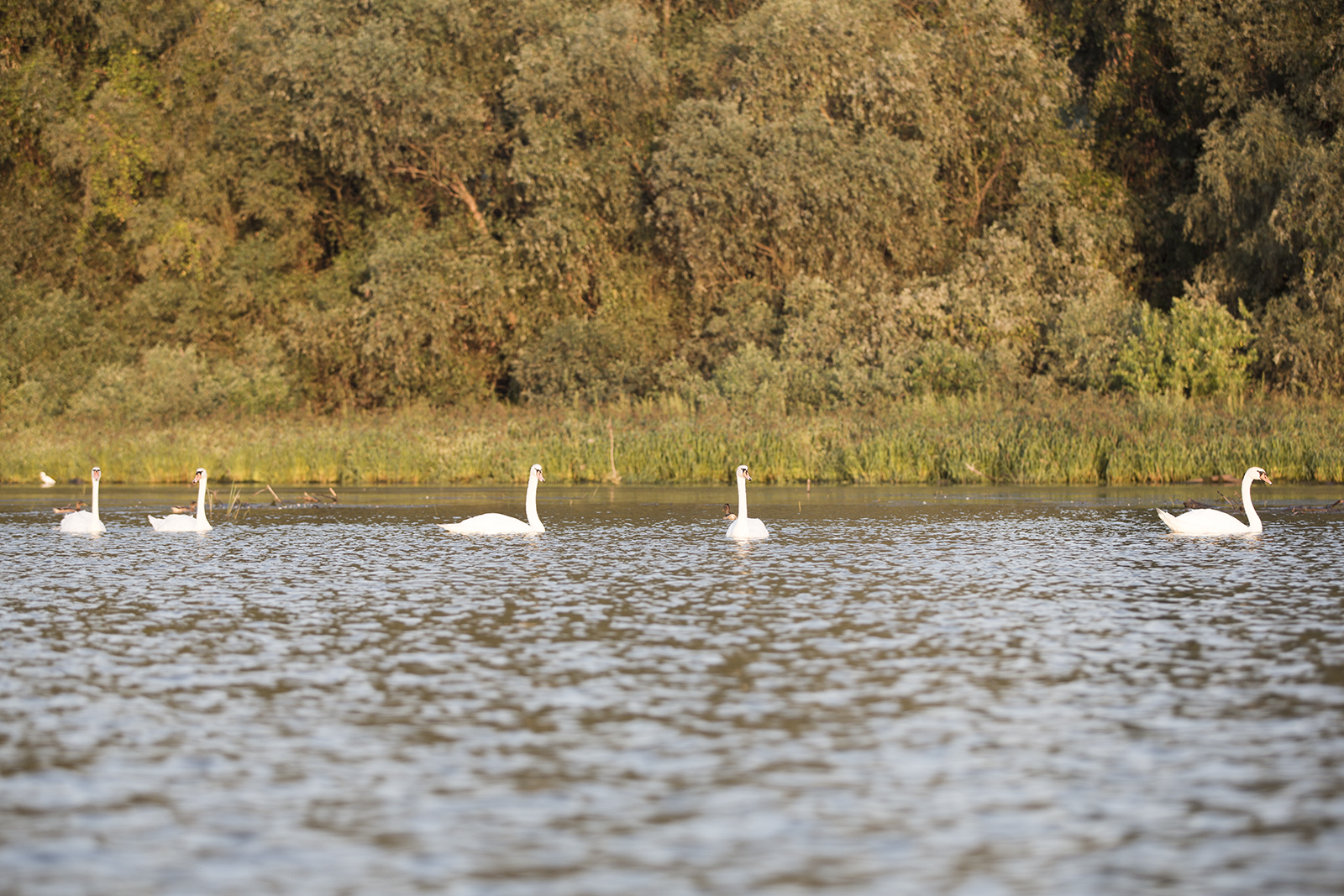 Cygnus olor - Labud grbac