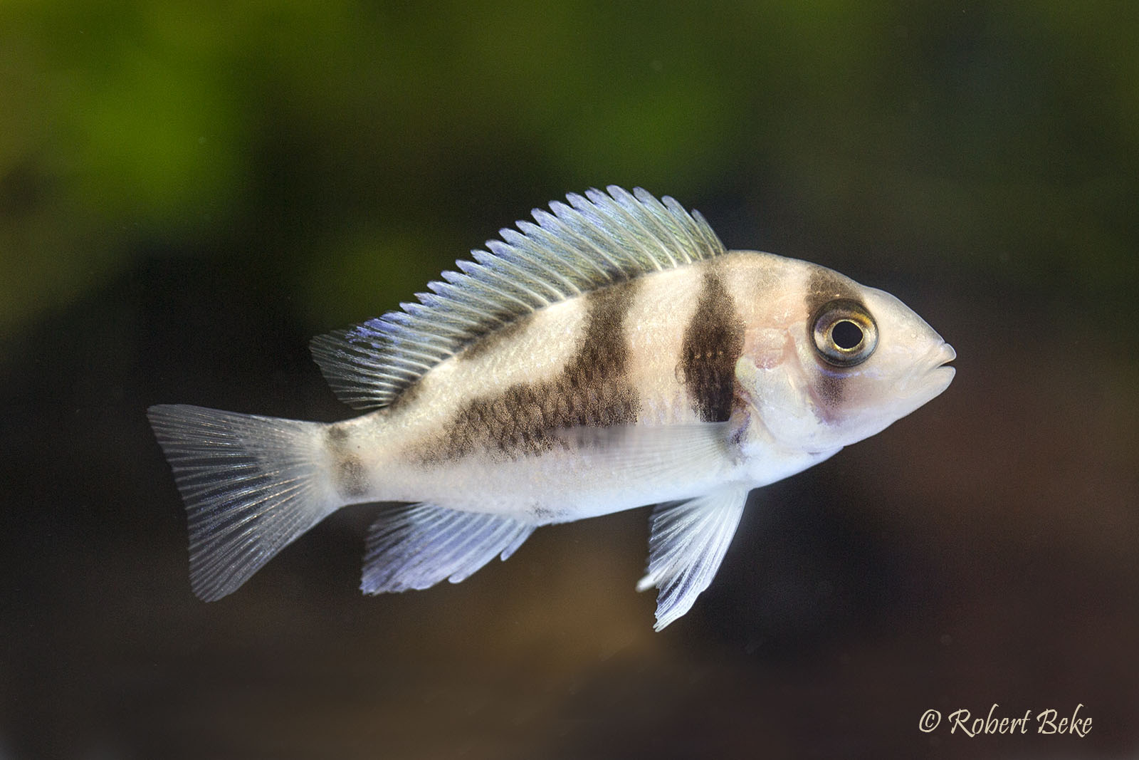 Cyphotilapia frontosa  “Black Widow”