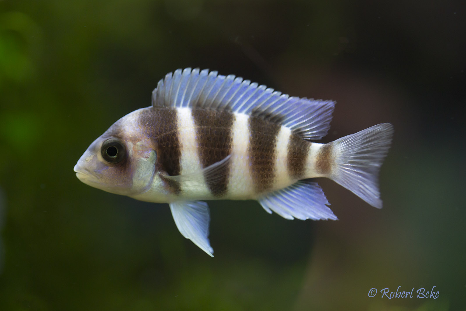 Cyphotilapia gibberosa - Mpimbwe