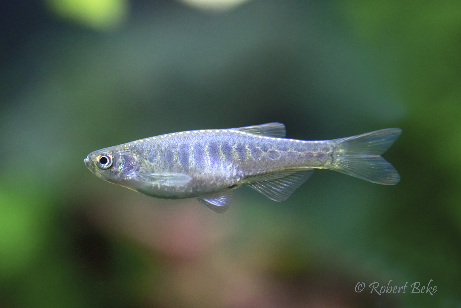 Danio aesculapii - Panther danio