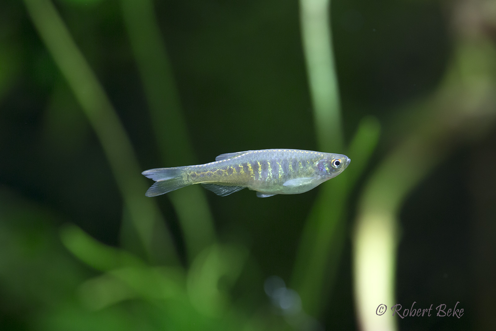 Danio aesculapii - Panther danio