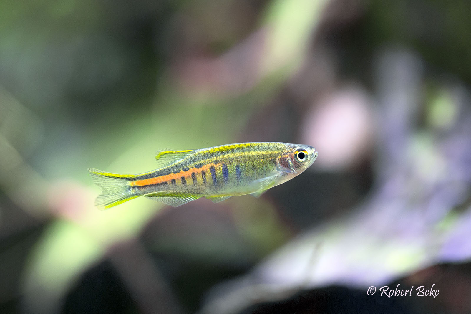 Danio choprae