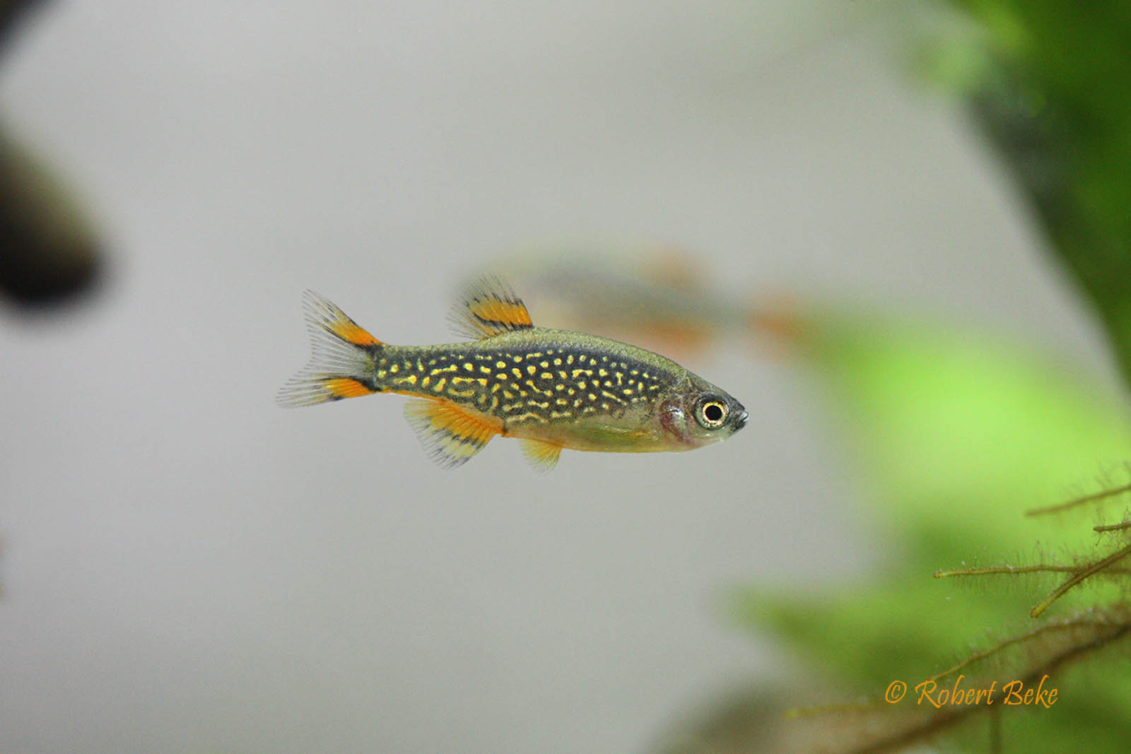 Danio margaritatus