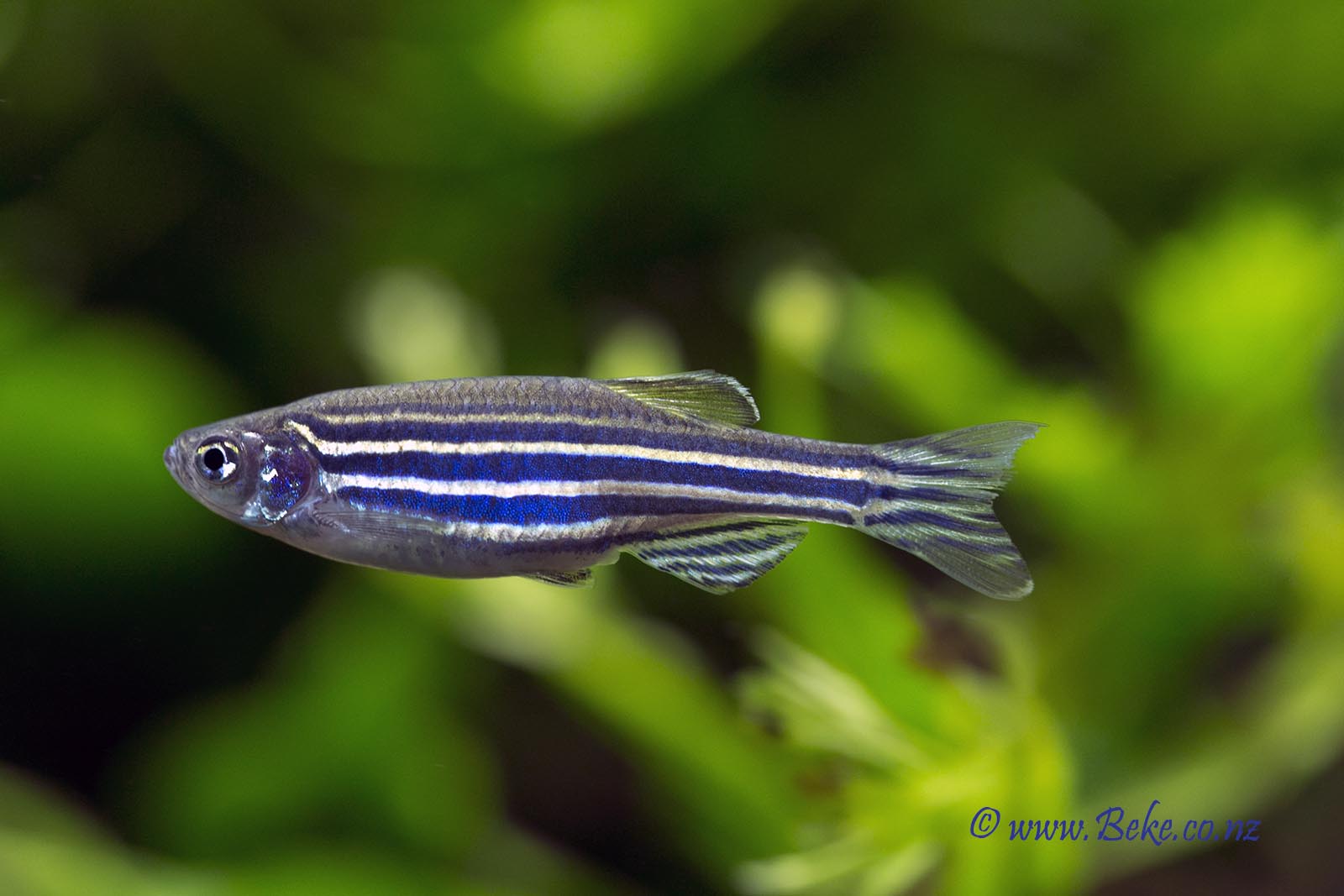 Danio rerio