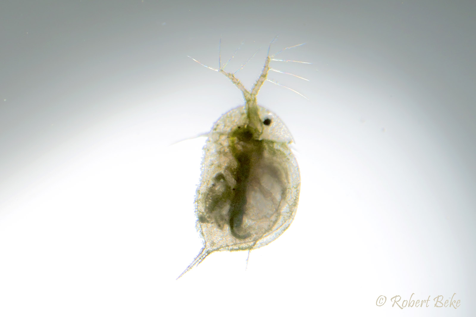 Daphnia