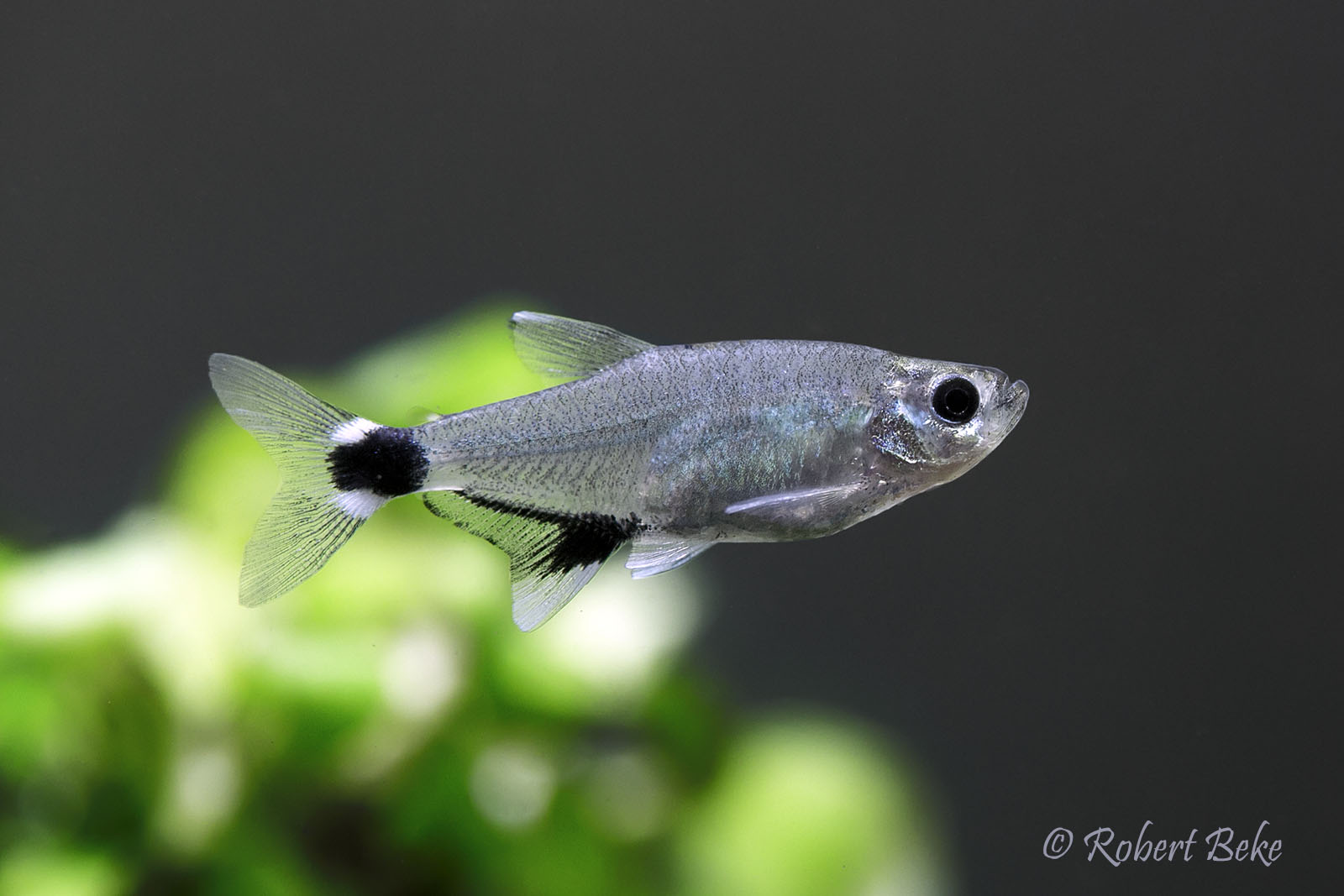 Dawn tetra - Aphyocharax nattereri