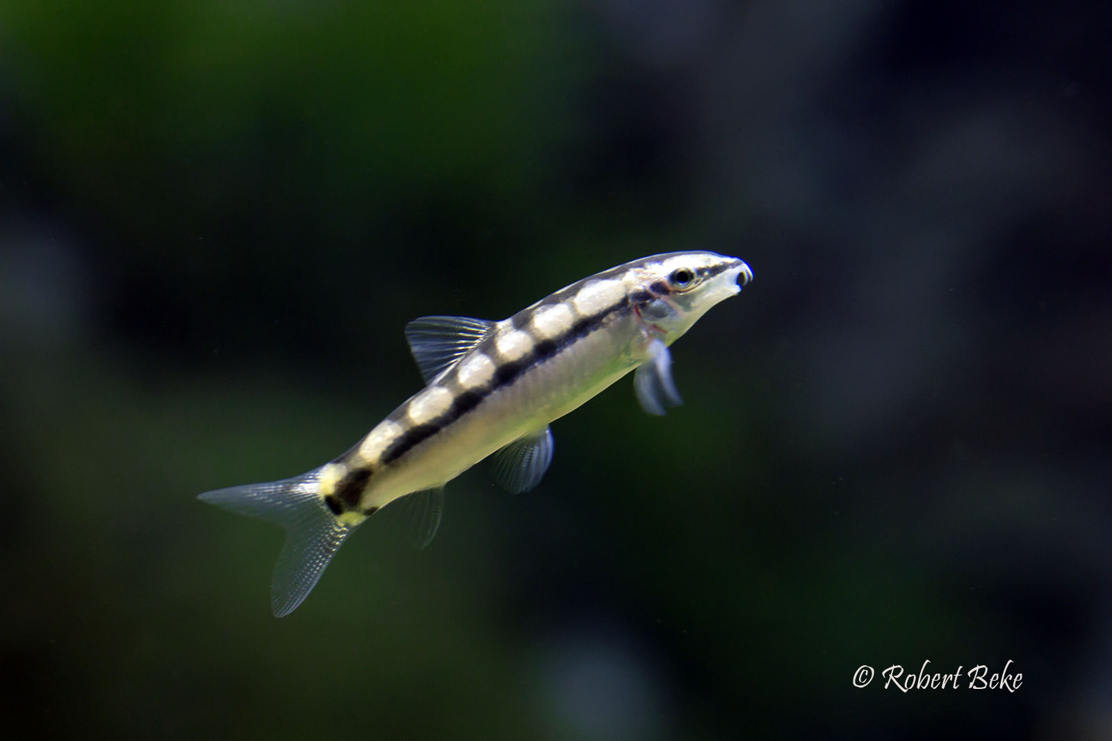 Dwarf Chain Loach