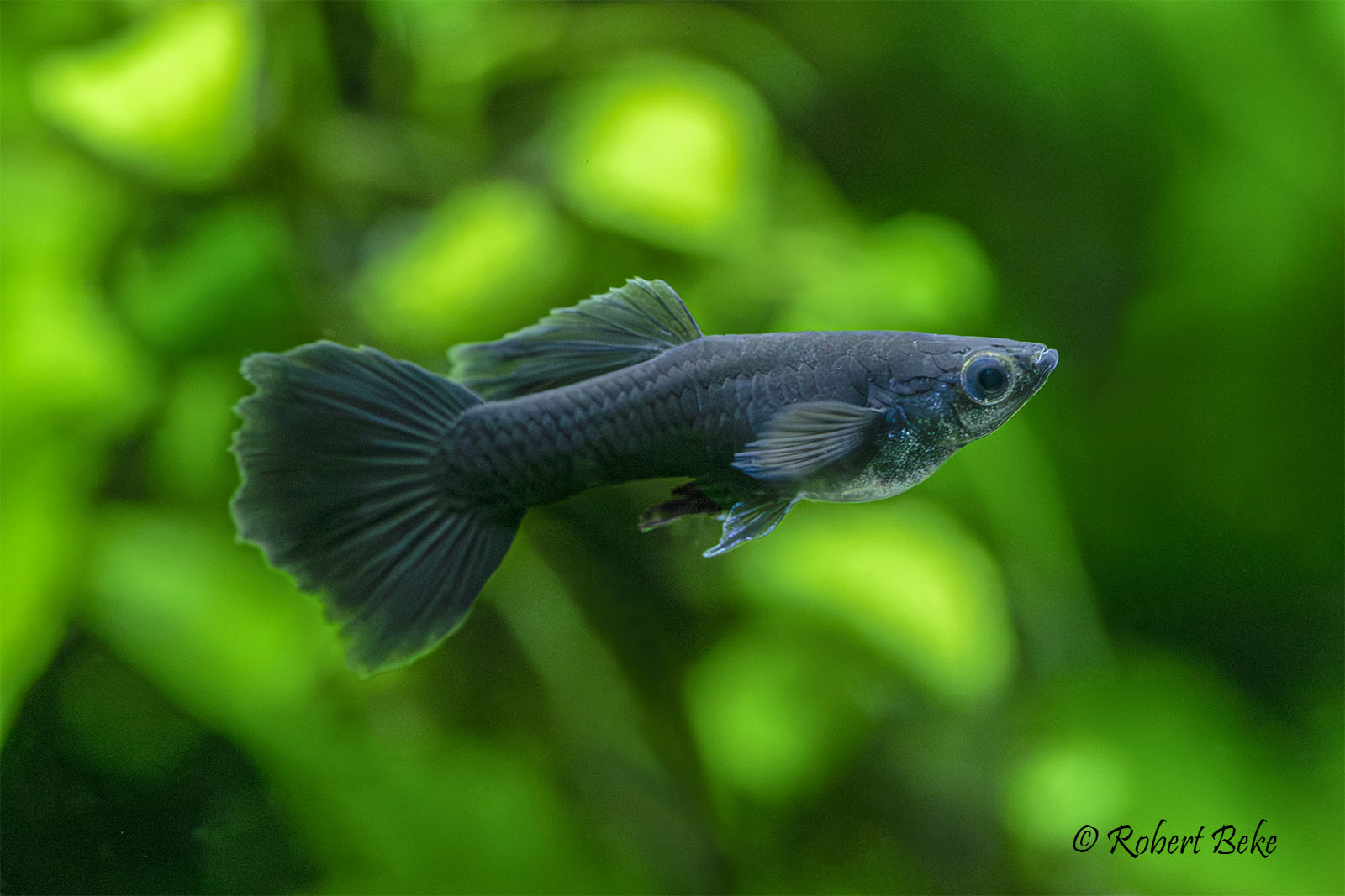 Full Black Guppy - Poecilia reticulata