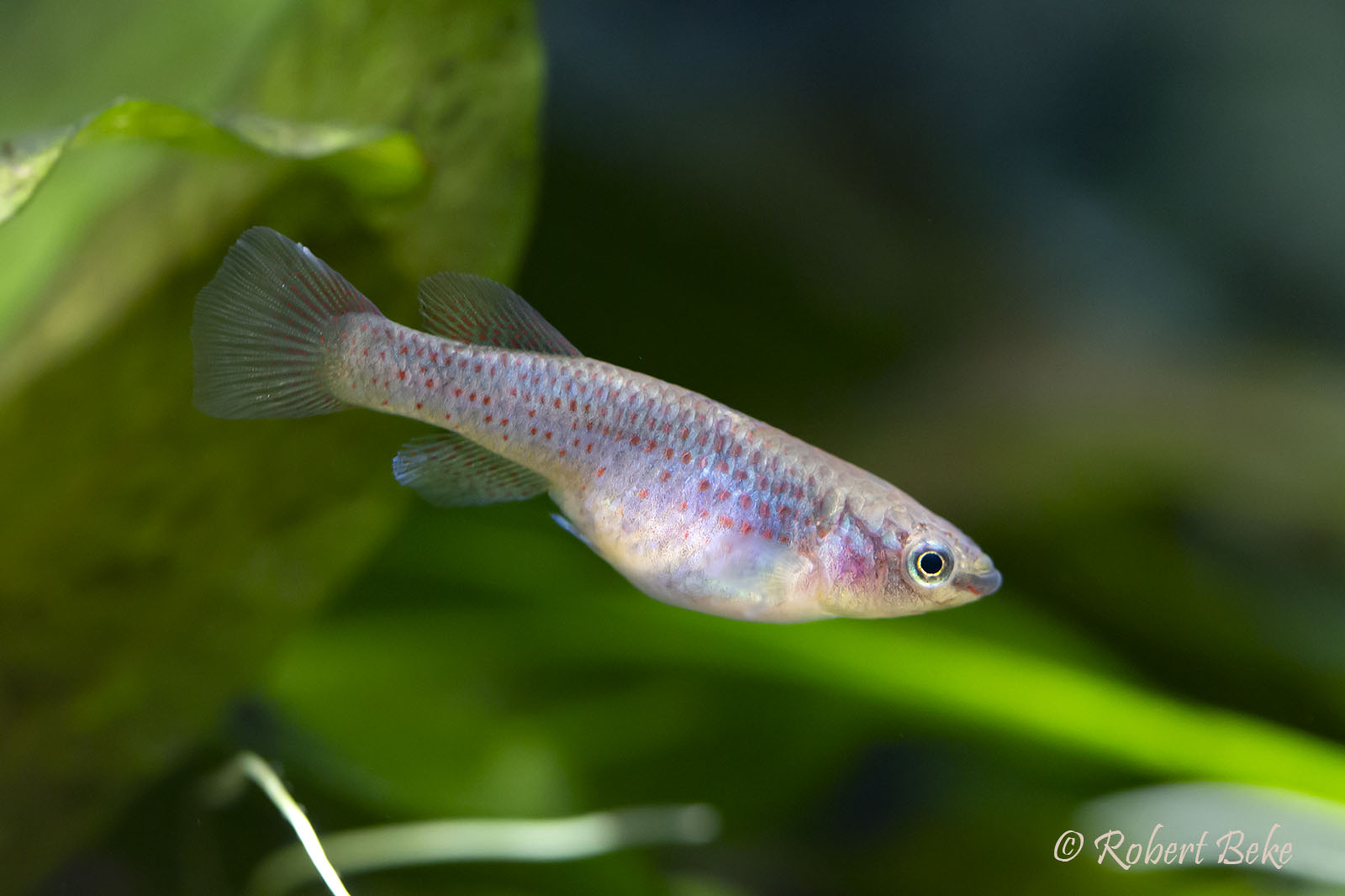 Fundulopanchax gardneri - Gardneri Killifish Female