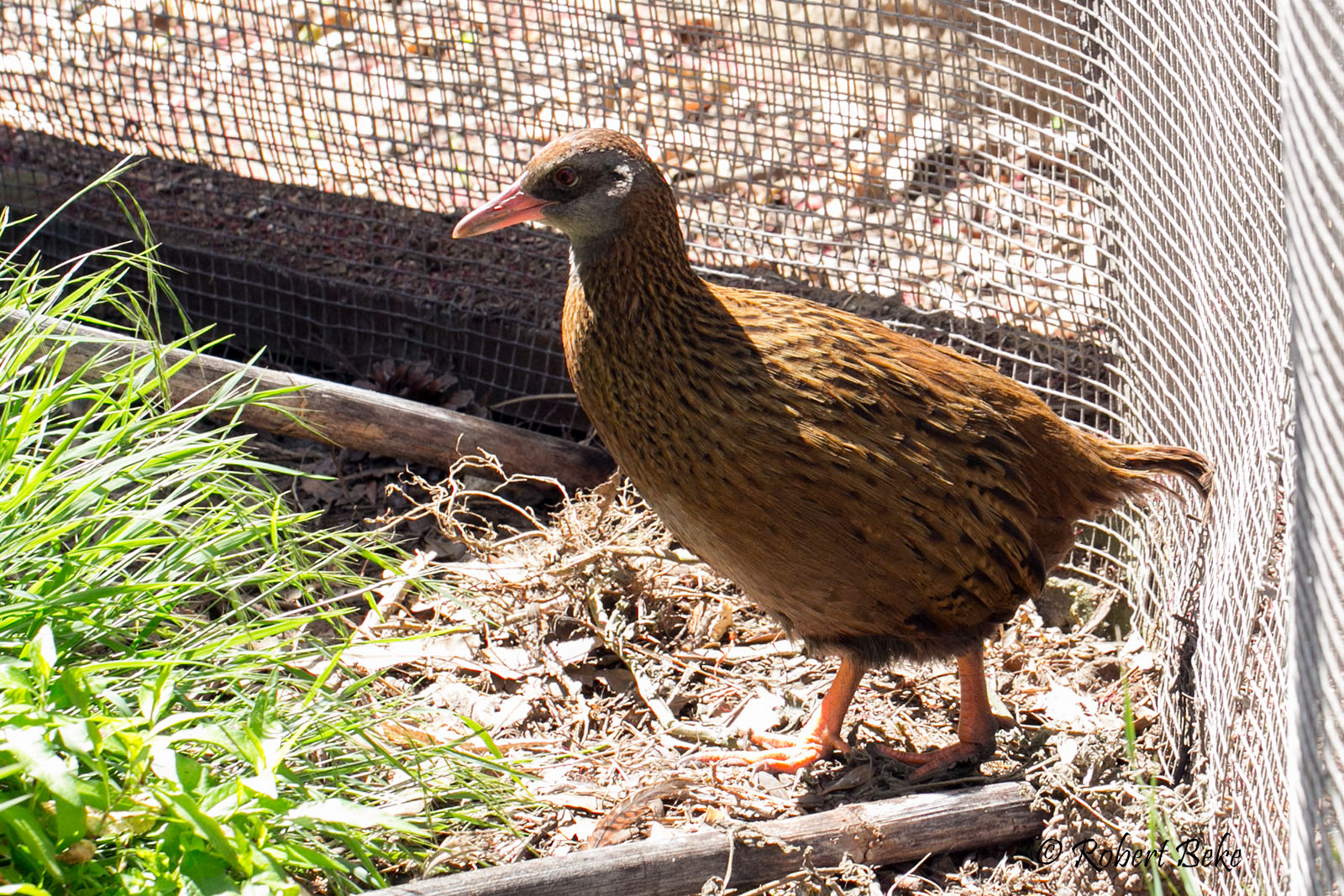 Gallirallus australis