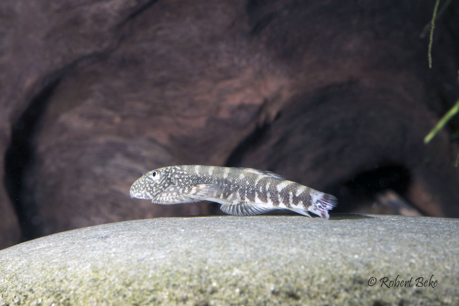 Gastromyzon ocellatus