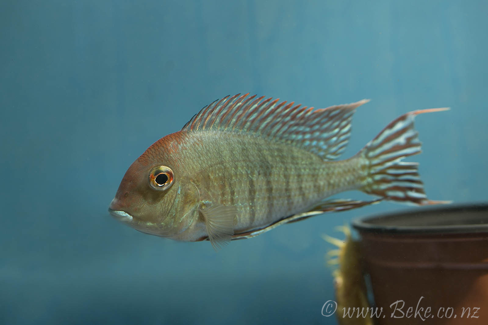 Geophagus sp