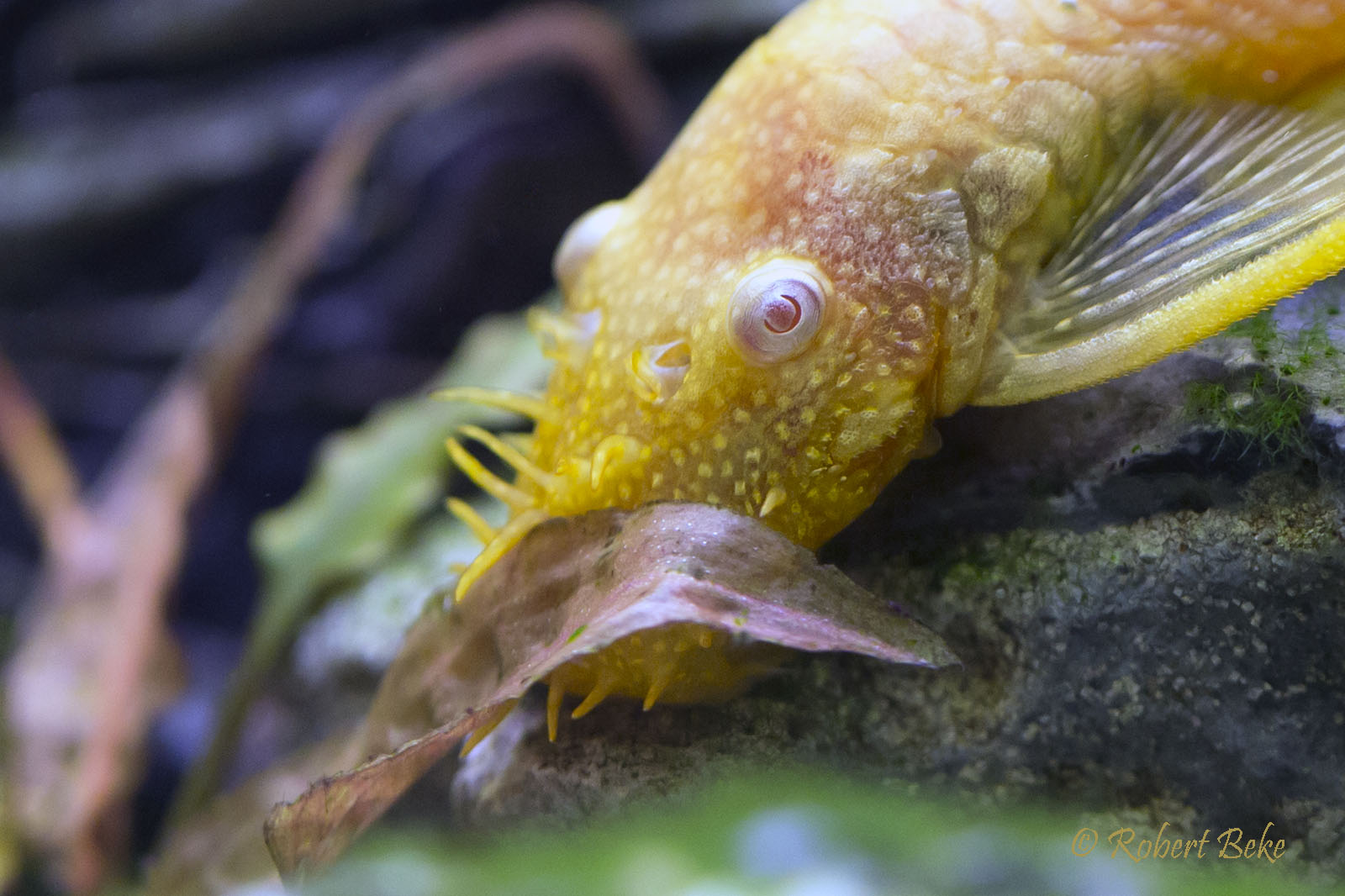 Gold Bristlenose