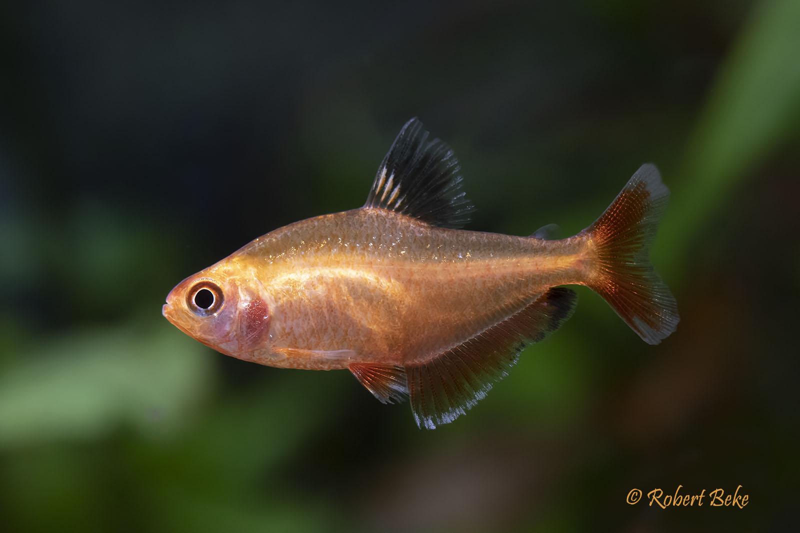 Gold Serpae Tetra - Hyphessobrycon eques