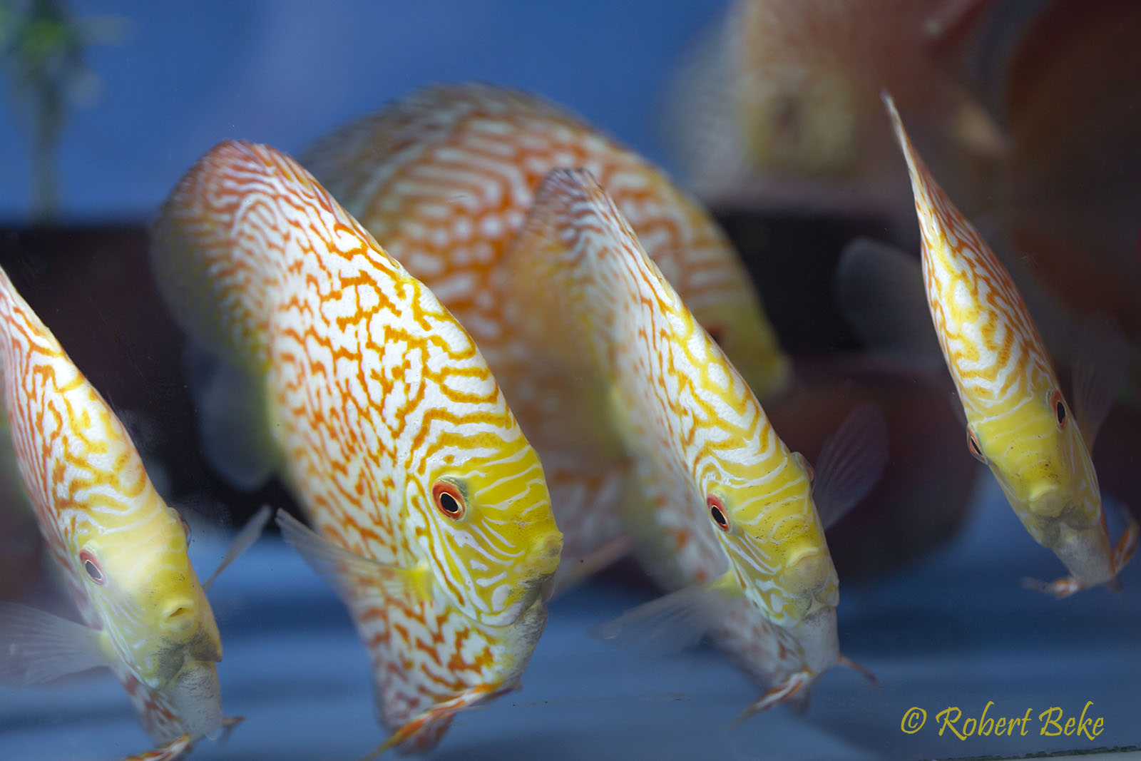 Golden Checkerboard Pigeon Discus - Symphysodon aequifasciatus