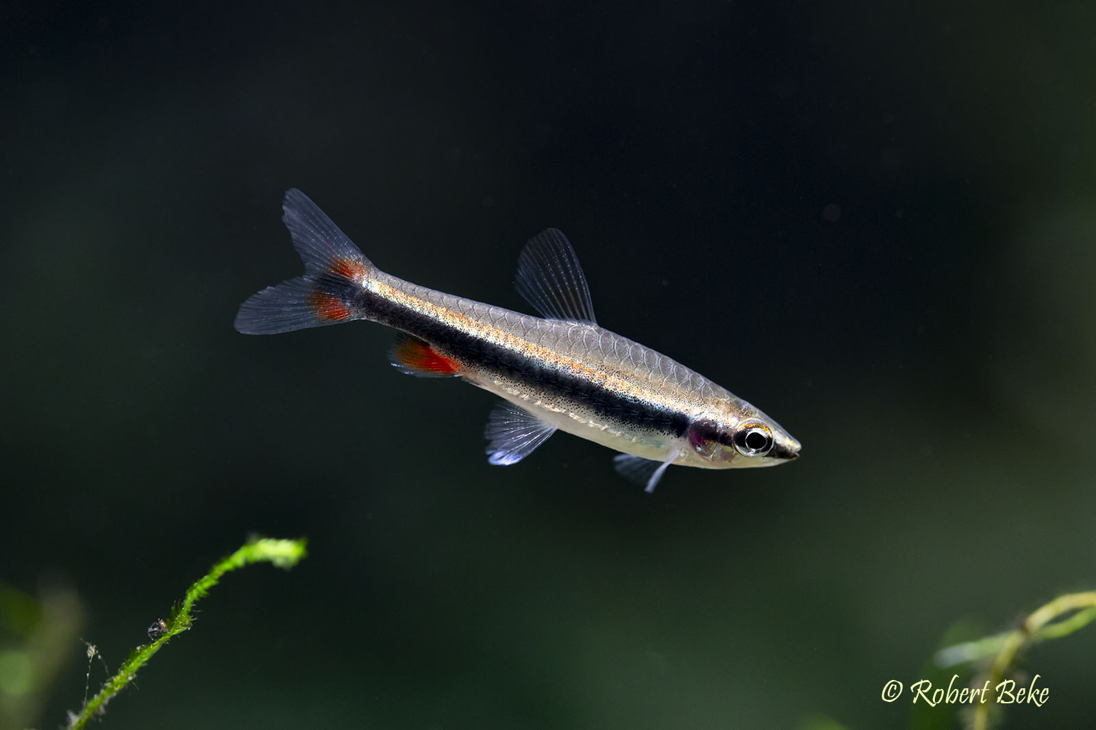 Golden Pencilfish - Nannostomus beckfordi