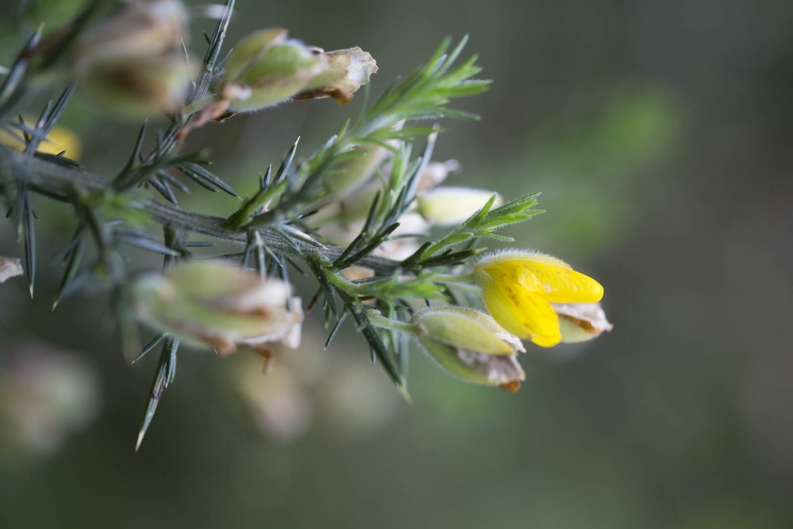 Gorse