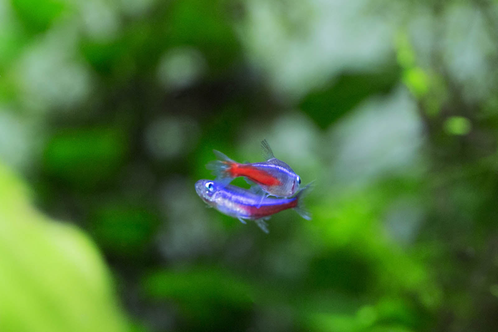 Green neon tetra vs Neon tetra