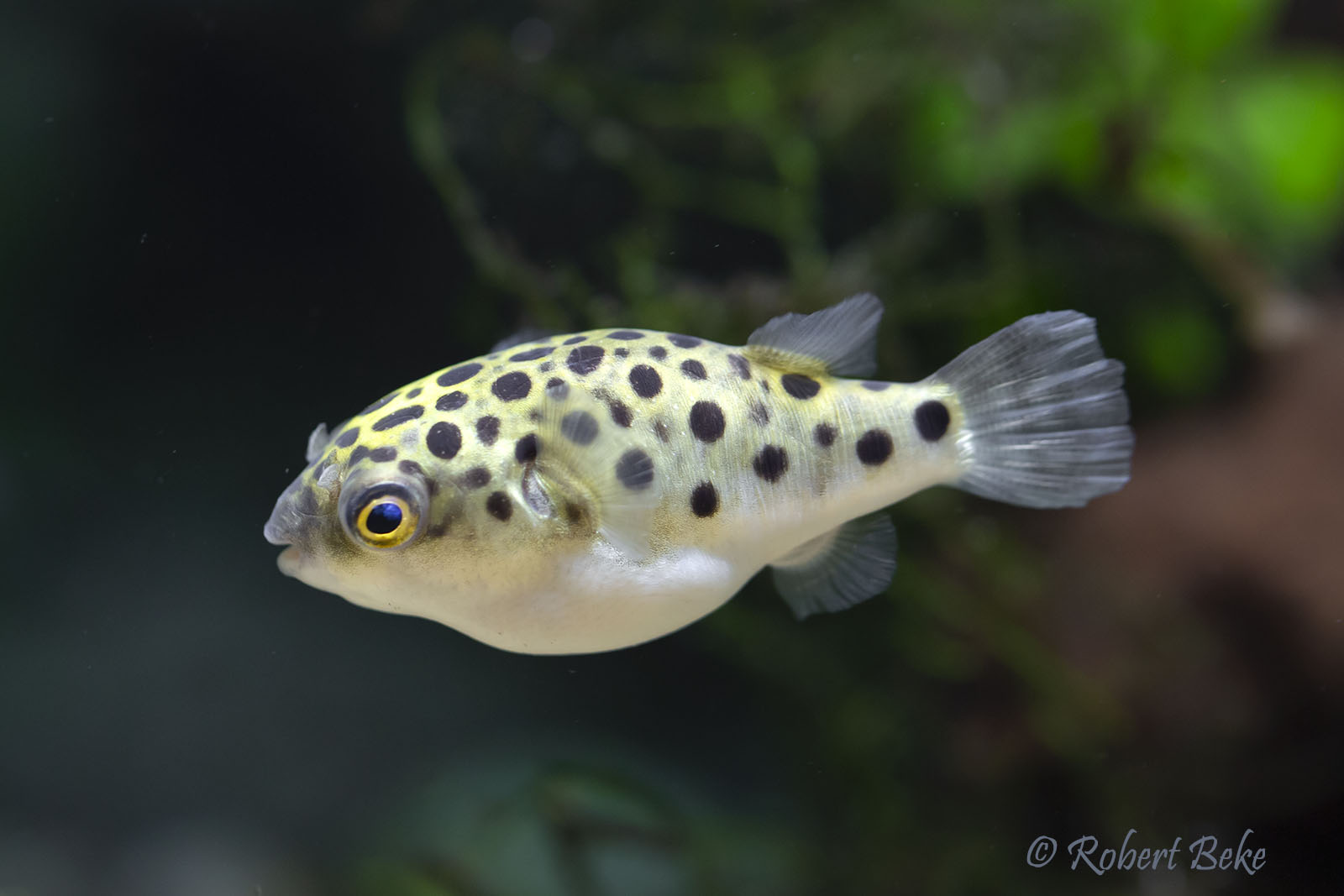 Green Spotted Puffer