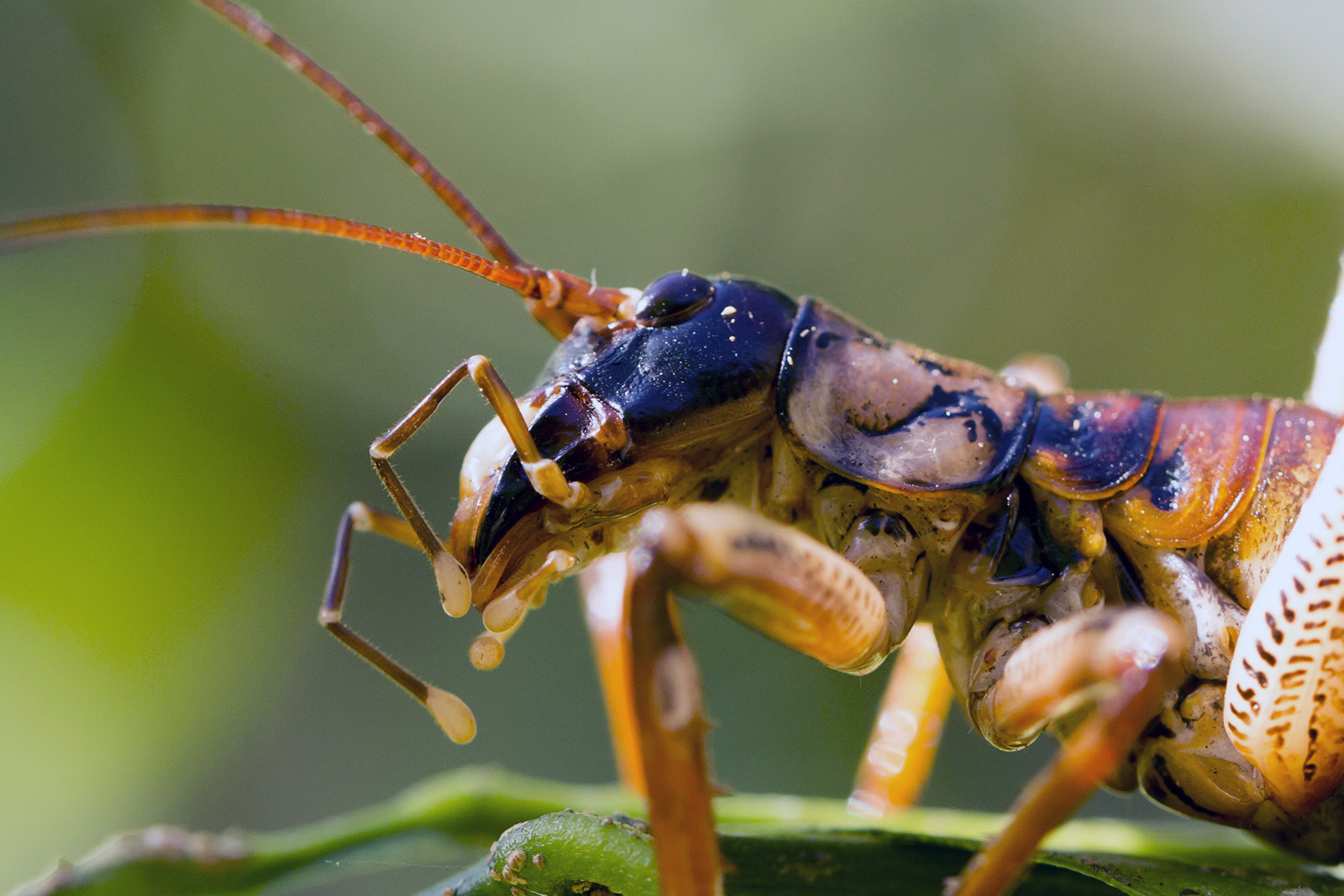 Hemideina thoracica