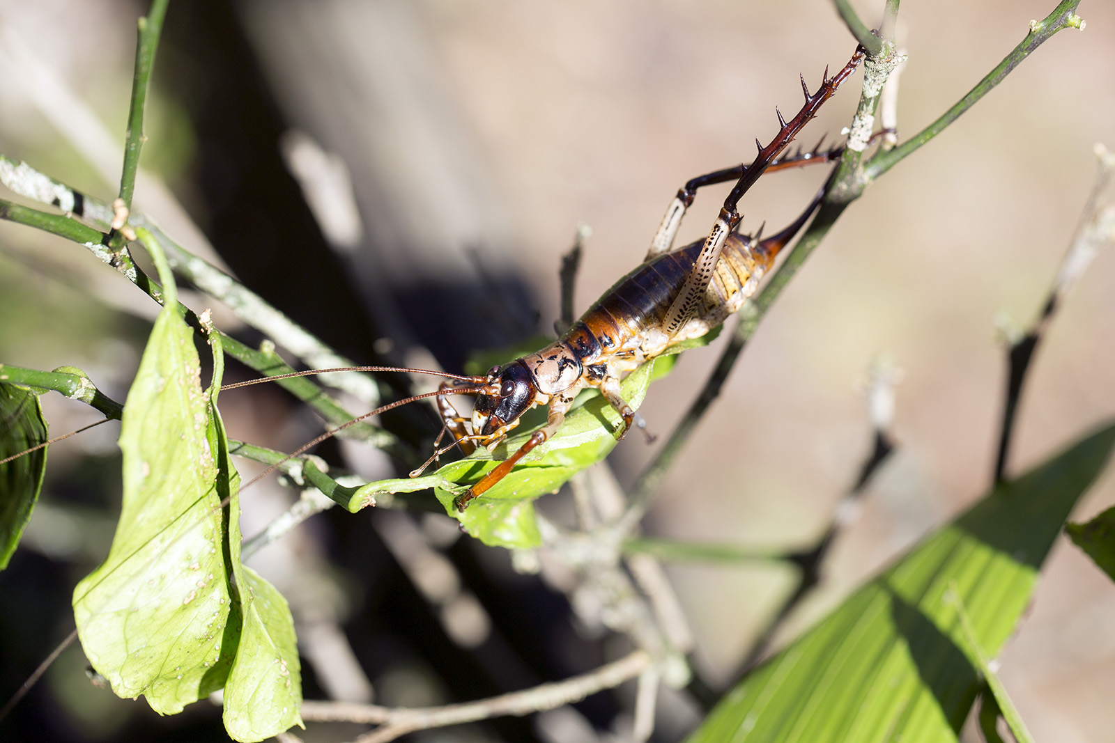 Hemideina thoracica