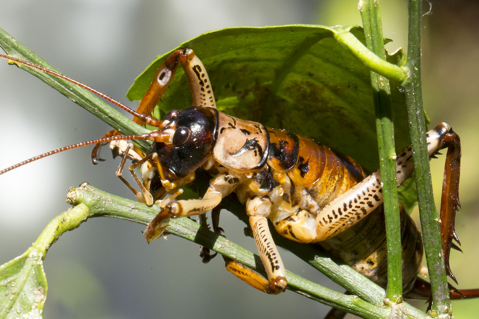 Hemideina thoracica