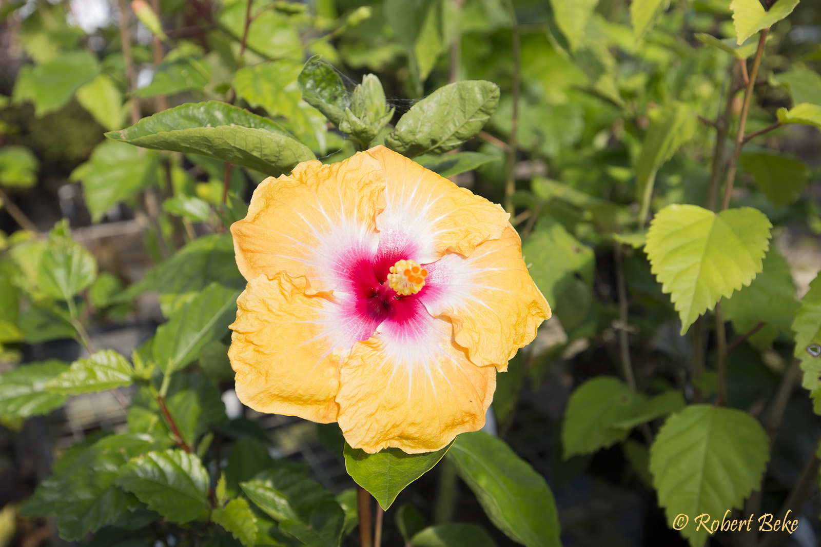 Hibiscus