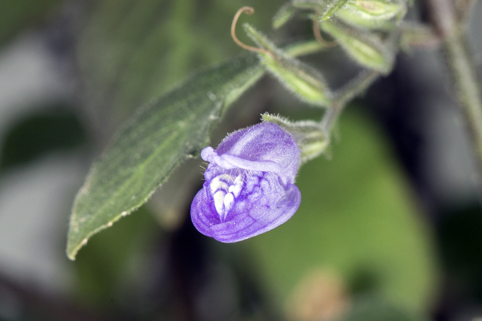 Hygrophila Corymbosa