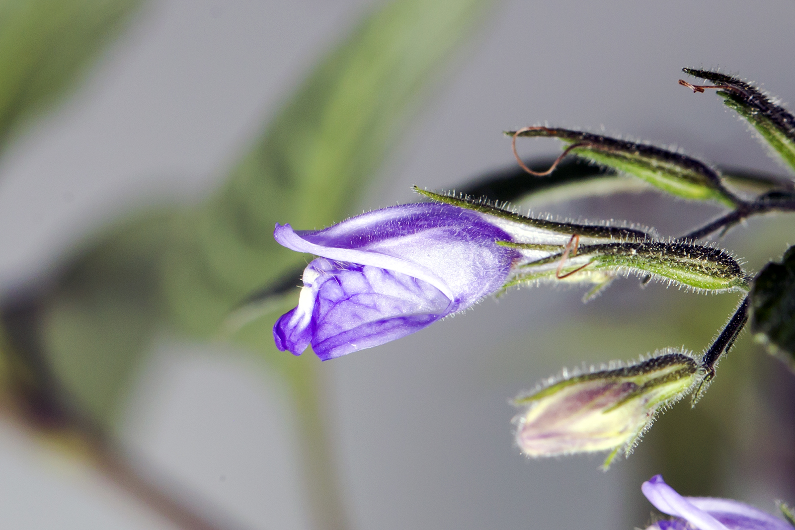 Hygrophila Corymbosa