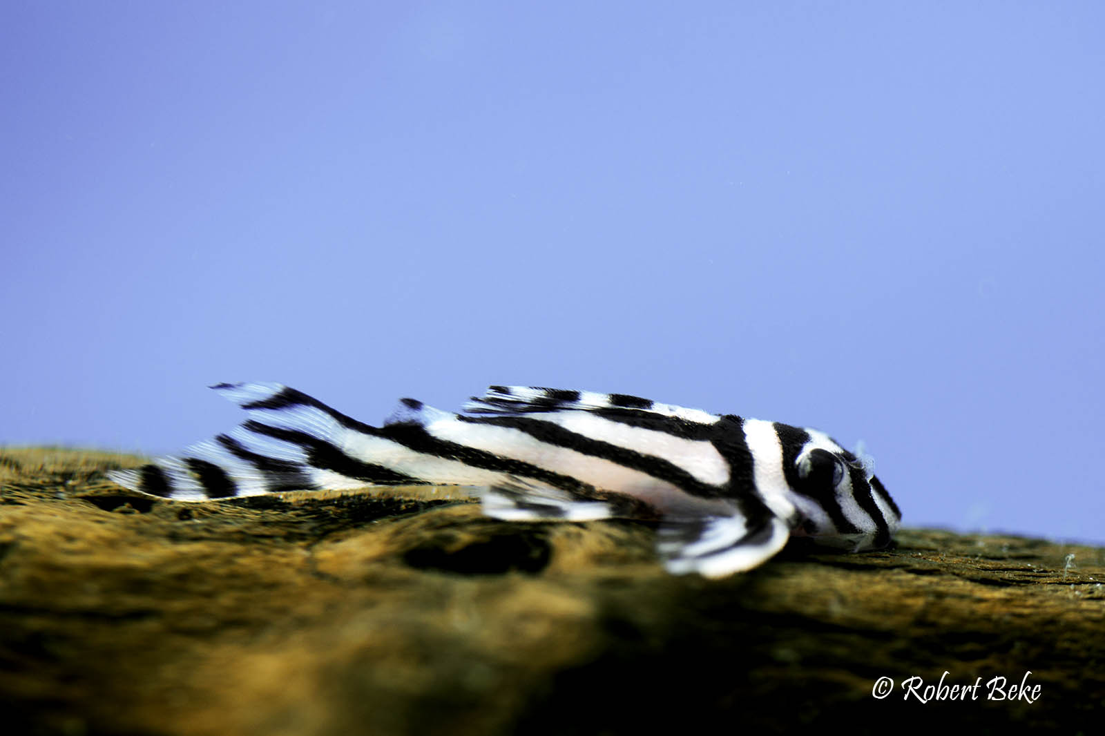 Hypancistrus zebra