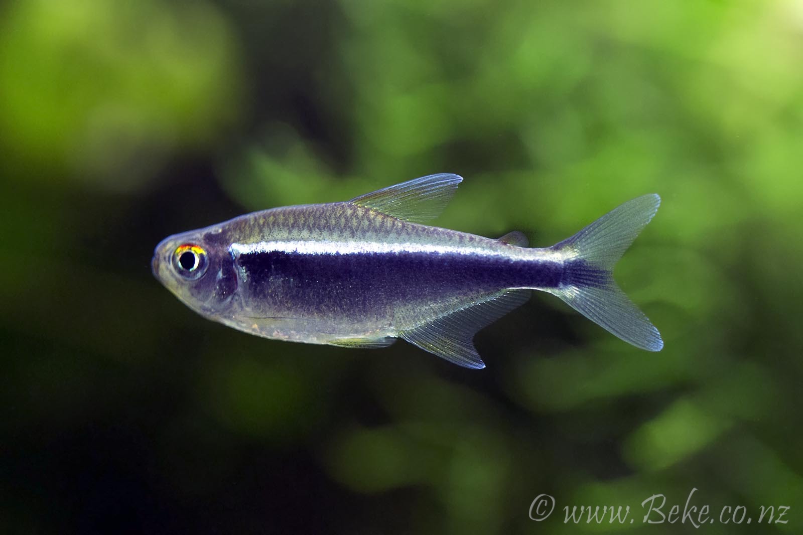 Hyphessobrycon herbertaxelrodi