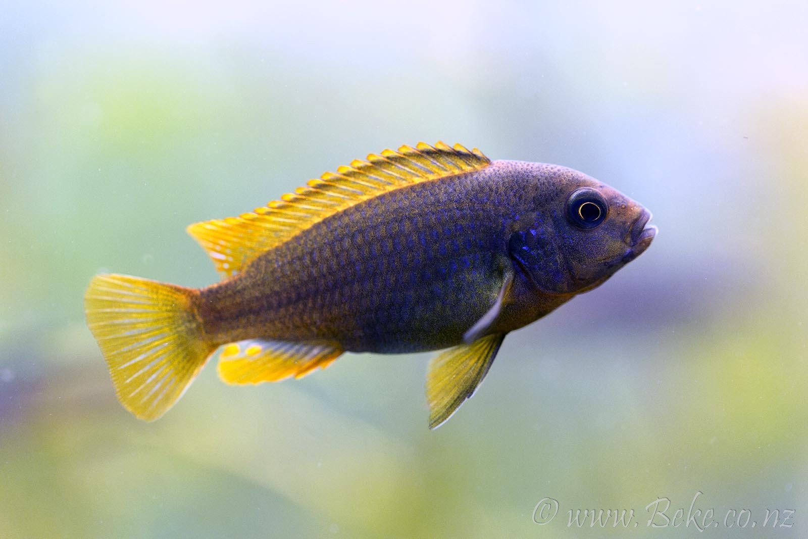 Iodotropheus sprengerae