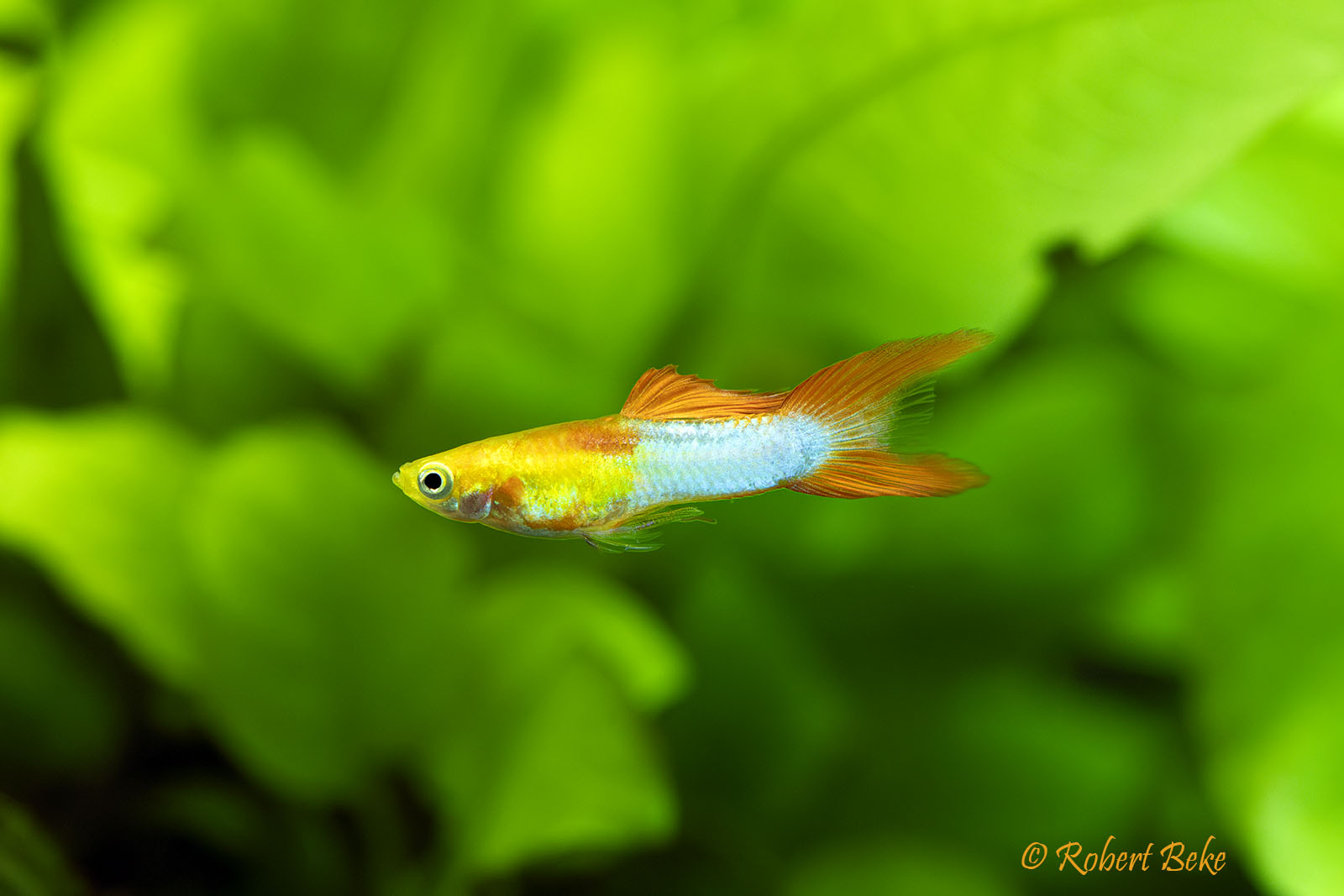 Japan Blue Red Guppy - Poecilia reticulata