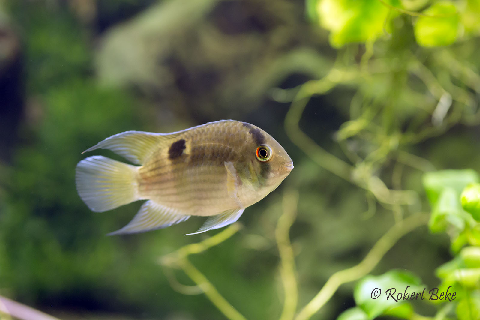 Keyhole cichlid - Cleithracara maronii