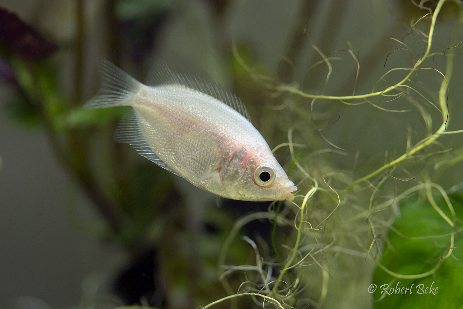 Kissing gourami