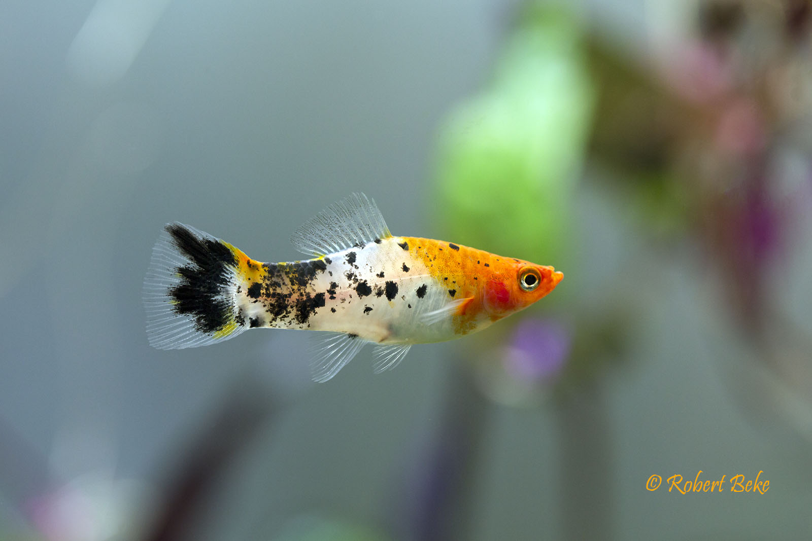 Koi Swordtail Tricolor