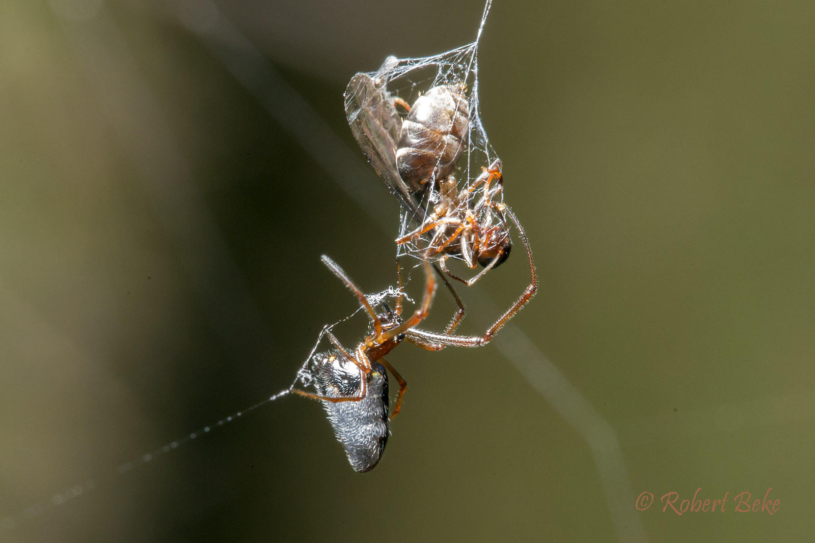 Leucauge dromedaria