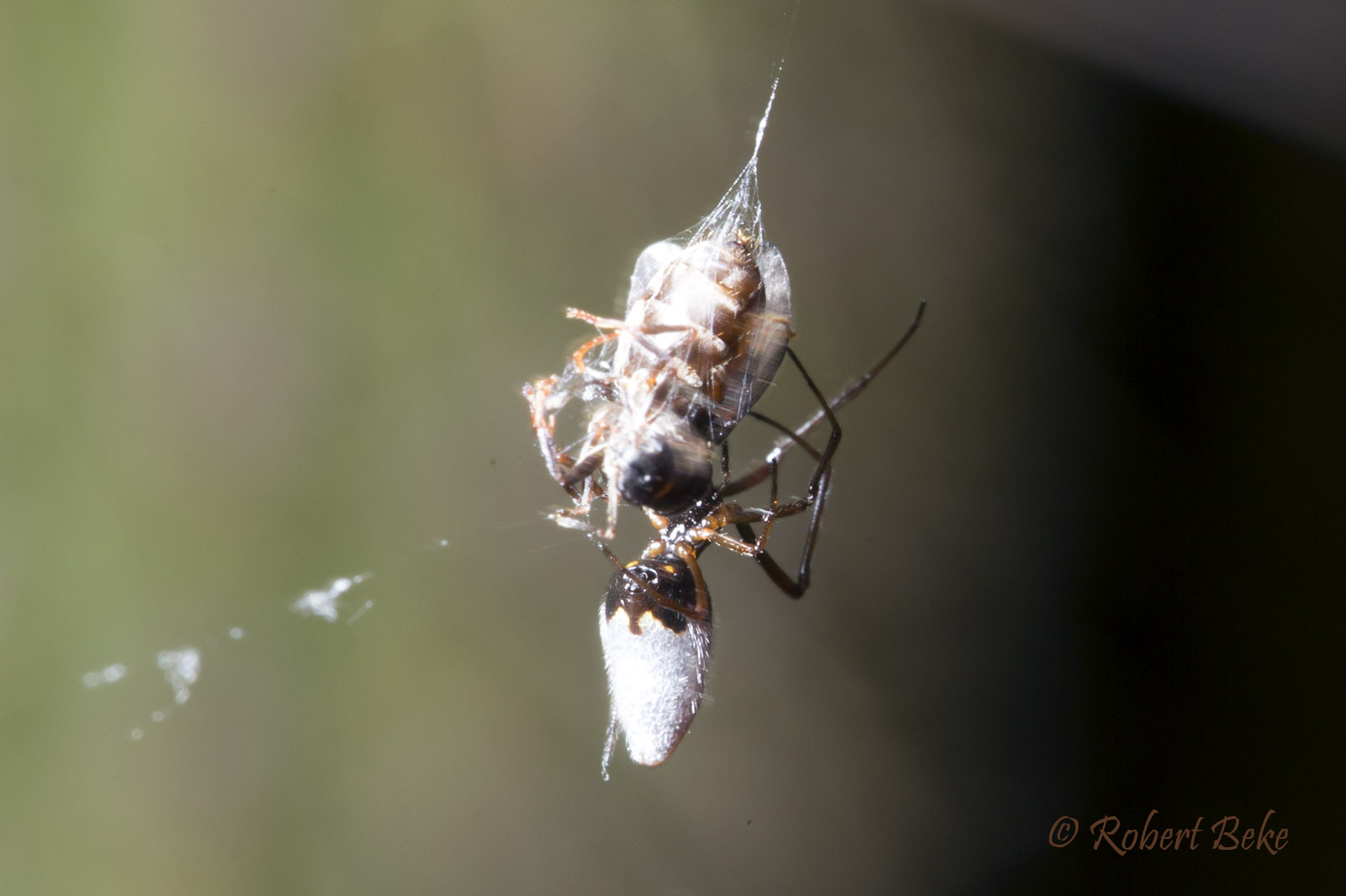 Leucauge dromedaria