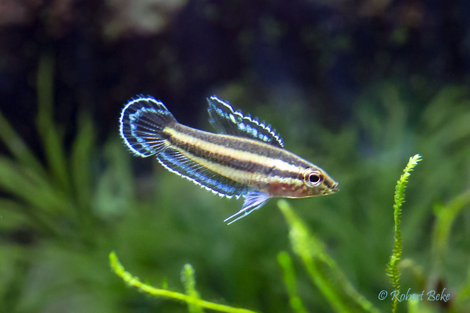 Licorice Gourami