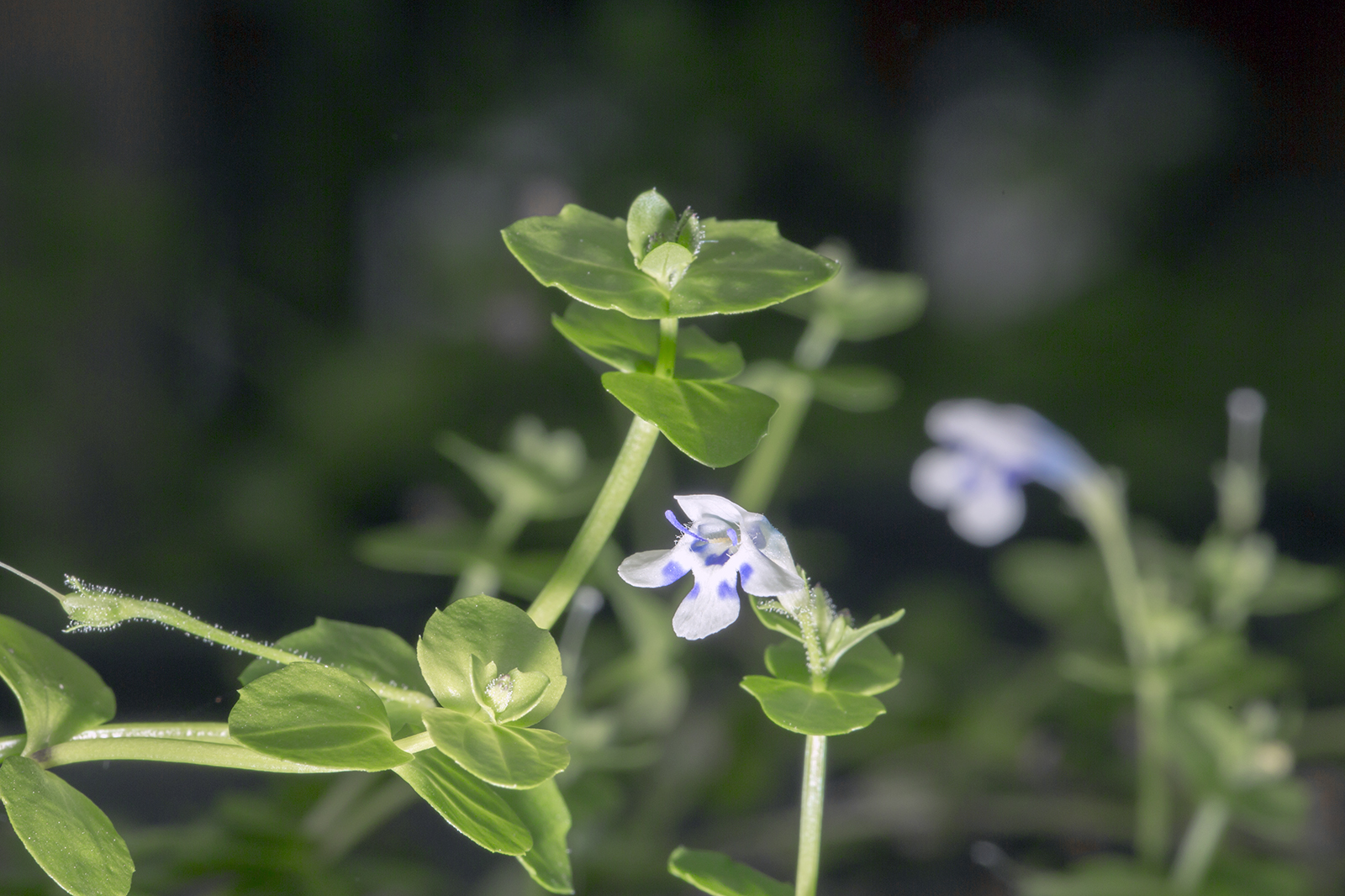 Lindernia rotundifolia