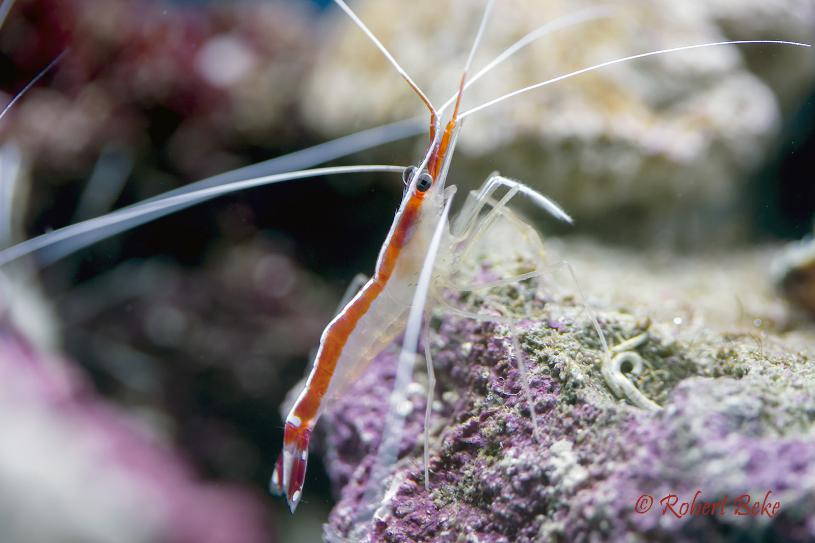 Lysmata amboinensis - Cleaner shrimp