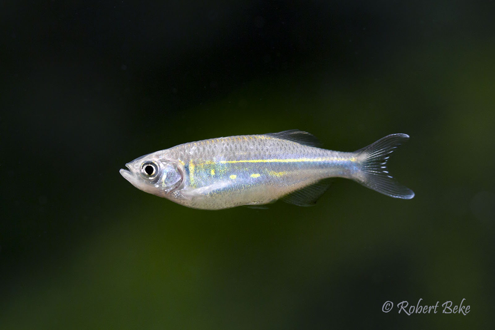 Malabar danio - Devario malabaricus