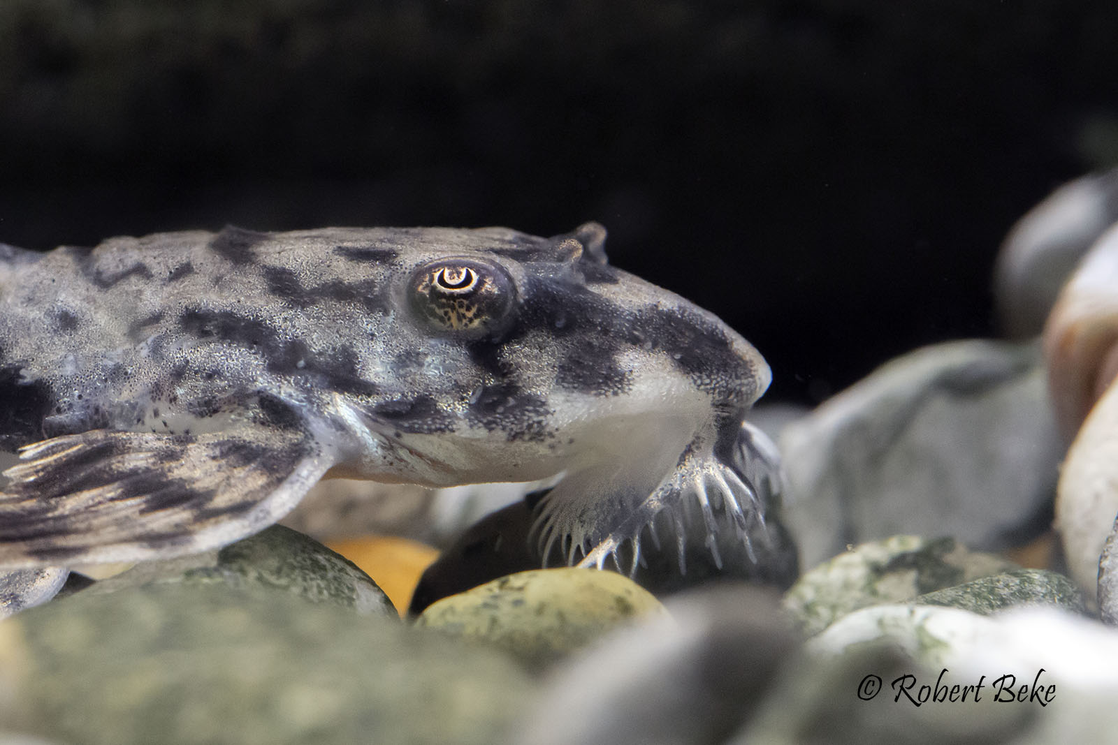 Marbled Whiptail Catfish - Loricaria simillima