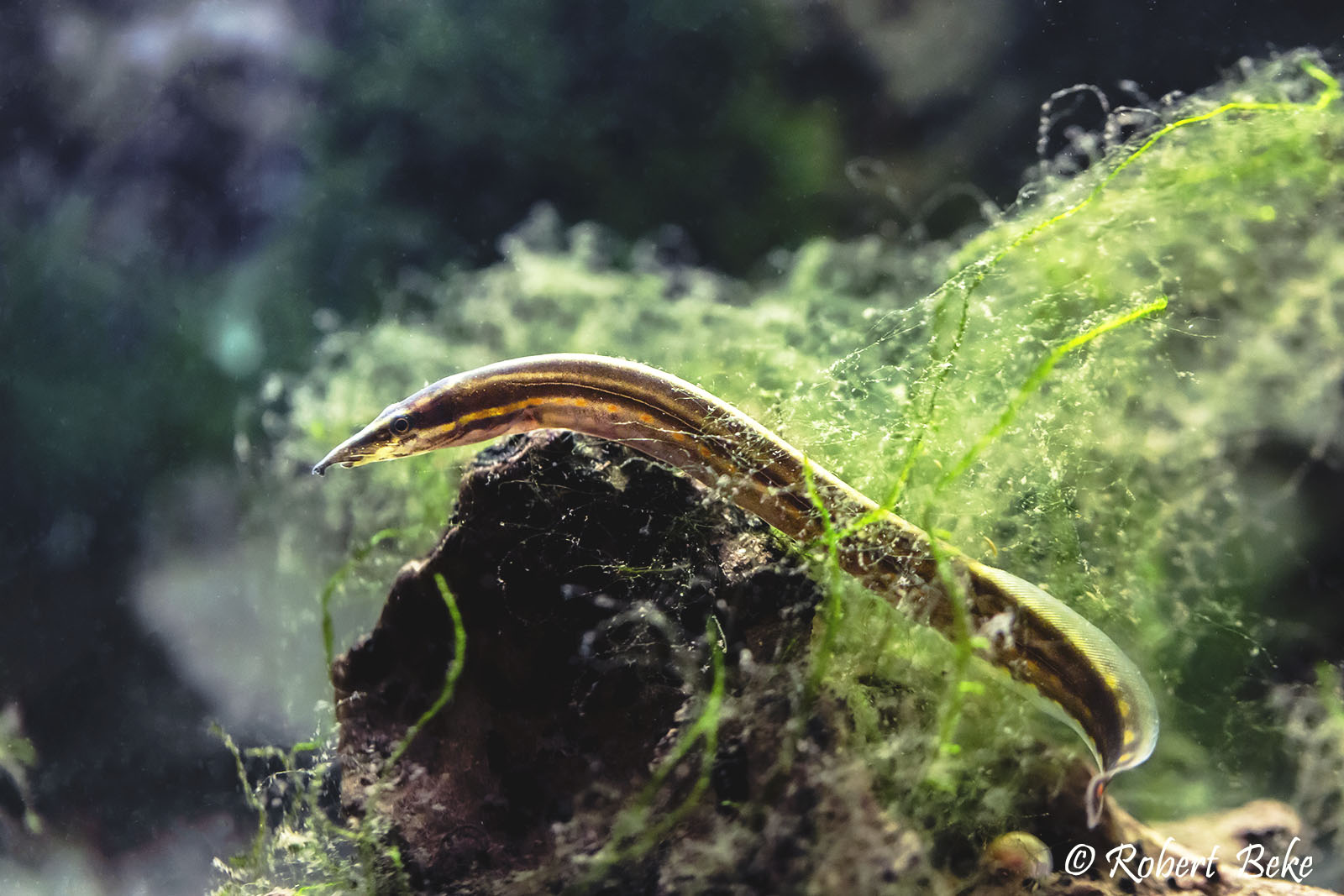 Mastacembelus erythrotaenia - Fire eel