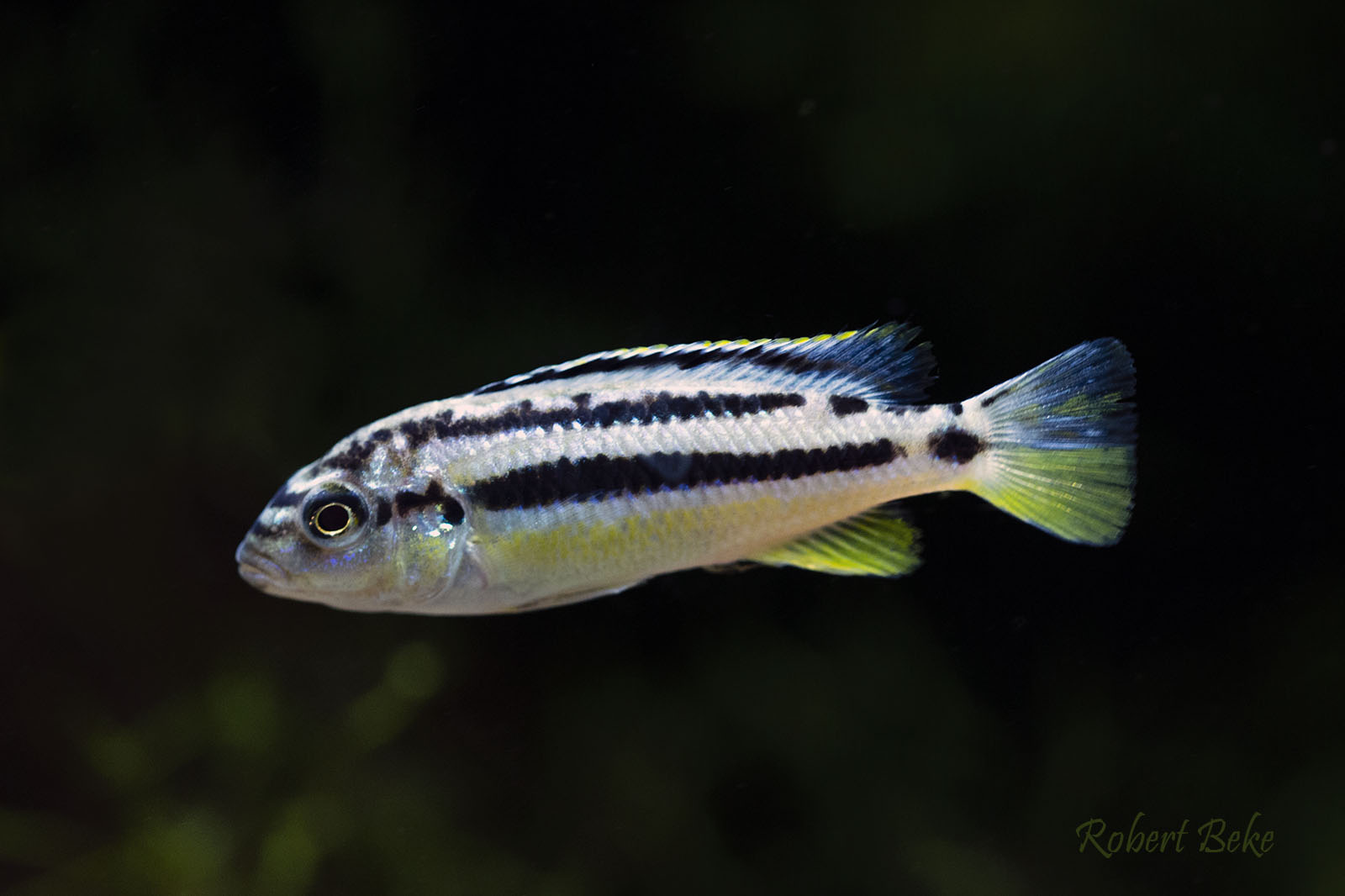 Melanochromis auratus